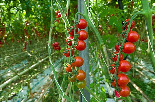 红色,西红柿,温室