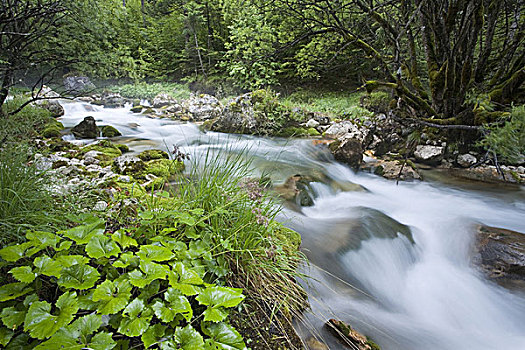 斯洛文尼亚,特拉维夫,国家公园,急流,自然,植物,湍流