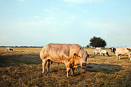 公牛,草场