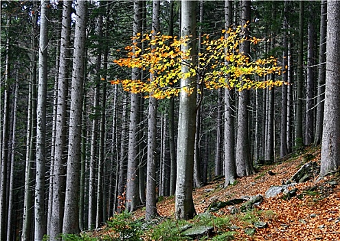 秋季,森林