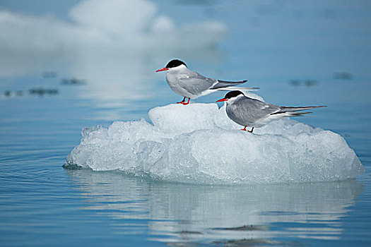 斯瓦尔巴特群岛,斯匹次卑尔根岛,一对,北极燕鸥,鸟