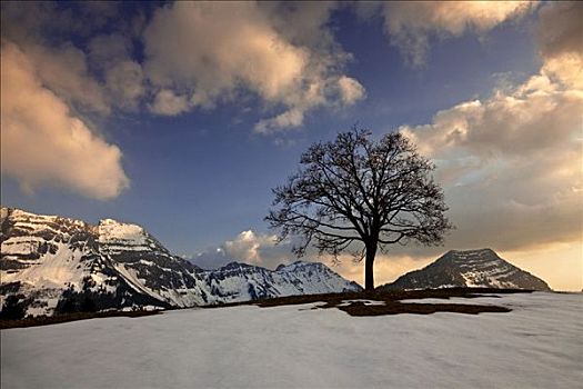 树,山脉,日落,阿彭策尔,阿尔卑斯山,瑞士,欧洲