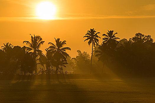 早晨,日出,棕榈树,死水,喀拉拉,海岸,印度南部,印度,亚洲