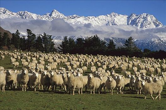 家羊,绵羊,南阿尔卑斯山,河谷,坎特伯雷,南岛,新西兰