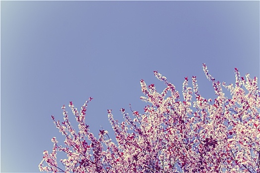 樱花,蓝色,晴空