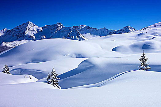 大雪,遮盖,风景,冷杉,瑞士