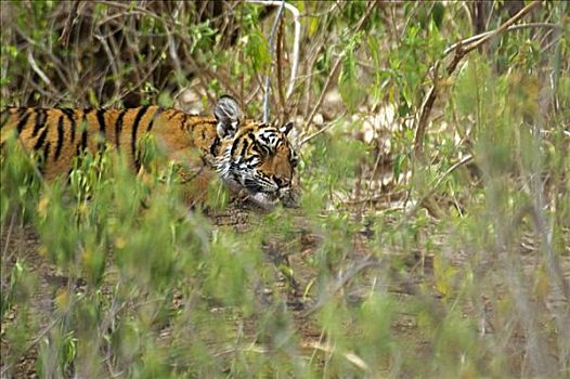 虎,幼兽,睡觉,树林,伦滕波尔国家公园,拉贾斯坦邦,印度