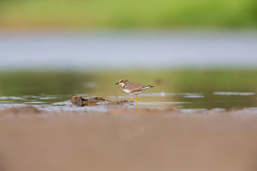 一只在湖岸河滩边单个活动并快速行走于沼泽中觅食的金眶鸻鸟