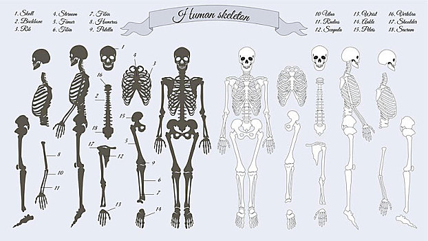 人体骨骼,白色,黑色,骨头,头骨,脊骨,肋骨,股骨,手腕,踝部,肩部,脊椎骨,矢量