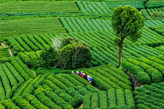 龙坞茶园茶山