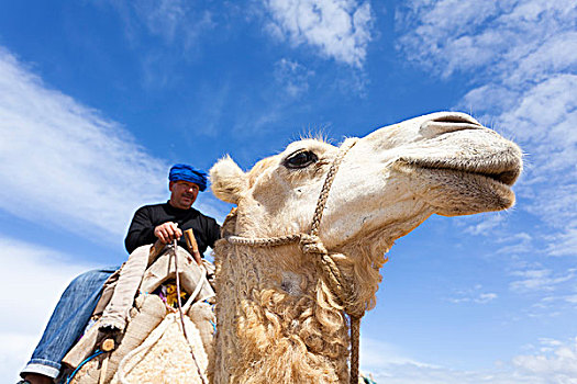 领驼人,阿拉伯骆驼,苏维拉,摩洛哥
