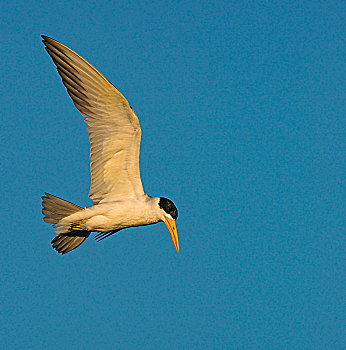 燕鸥,飞行,南马托格罗索州,巴西,南美