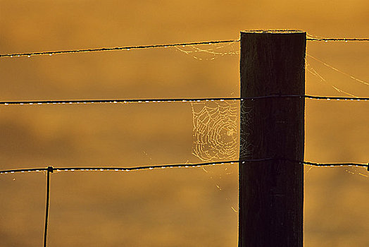 蜘蛛网,铁丝栅栏,山谷,不列颠哥伦比亚省,加拿大