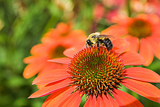 大黄蜂,熊蜂,觅食,花蜜,橙子,紫锥菊,阔边帽,砖坯,金花菊,夏天,蒙特利尔,魁北克,加拿大,北美