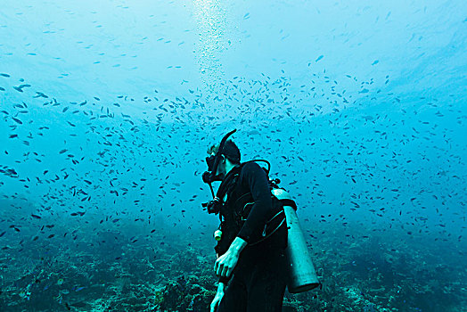 男人,深潜,水下,鱼群,汤加,太平洋