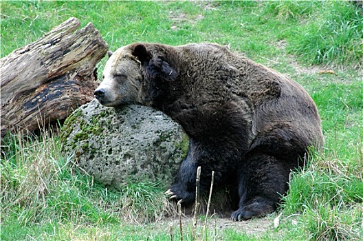 熊,睡觉