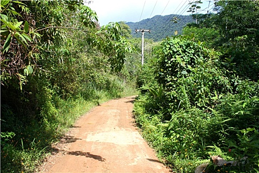 丛林,小路