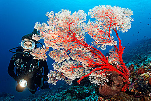 潜水者,手电筒,看,柳珊瑚,珊瑚礁,大堡礁,世界遗产,昆士兰,澳大利亚,太平洋