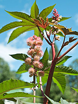 枝条,花,叶子,蓖麻,矮小,一品红,大卡纳利岛