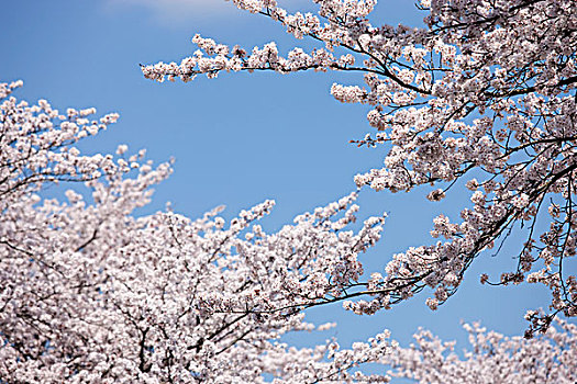 樱花,兵库,日本