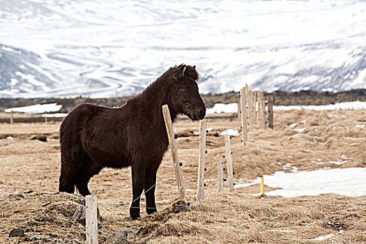 年轻,冰岛,小马