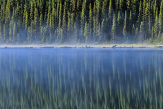 反射,树,湖,繁荣,班芙国家公园,艾伯塔省,加拿大