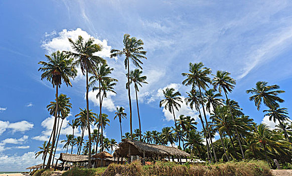 茅草屋顶,小屋,棕榈树,巴西