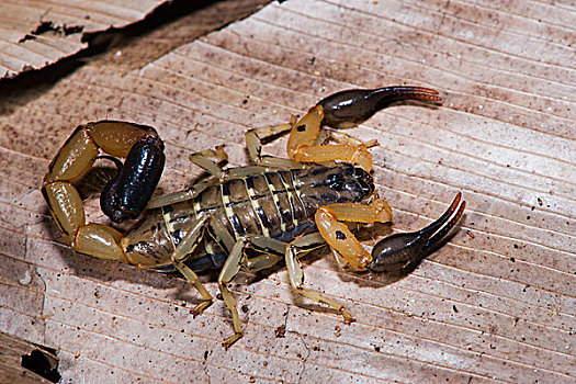 蝎子,国家公园,刚果