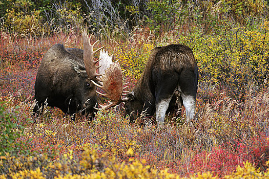 两个,驼鹿,打斗,季节,德纳里峰国家公园,室内,阿拉斯加