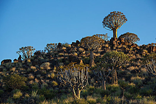 抖树,落基山,纳米比亚