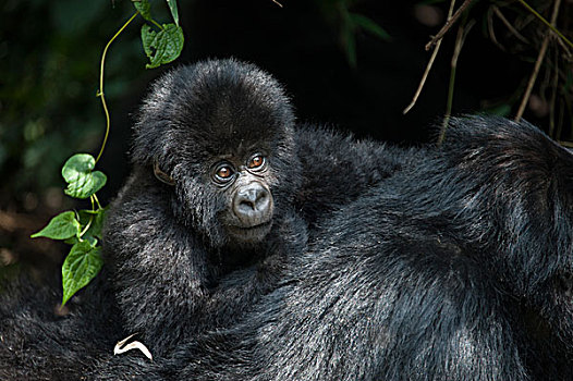 山地大猩猩,大猩猩,一个,一半,幼仔,背影,国家,卢旺达