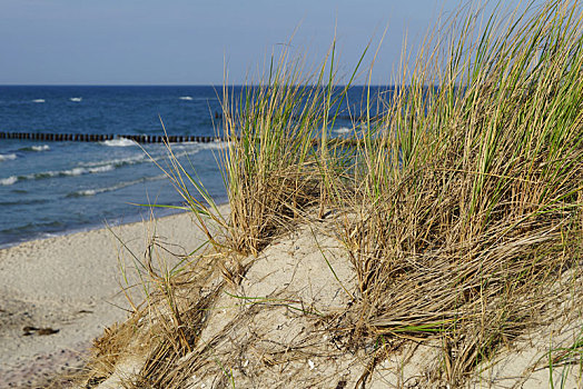 沙丘草,波罗的海
