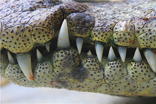 嘴,牙齿,鳄鱼