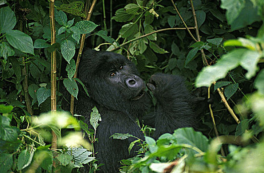 山地大猩猩,大猩猩,银,背影,雄性,保护色,树林,公园,卢旺达