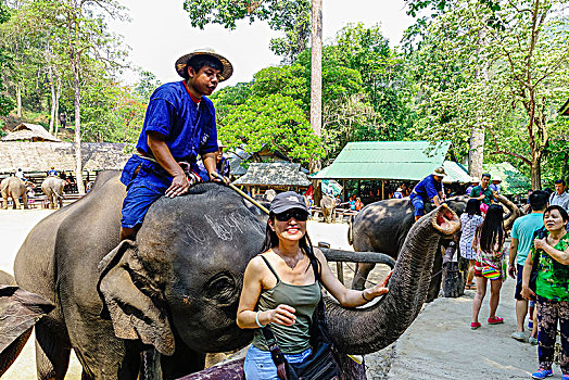 大象,露营,清迈,泰国