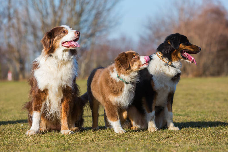 澳洲牧羊犬图片 澳洲牧羊犬图片大全 澳洲牧羊犬背景图片 天空素材站