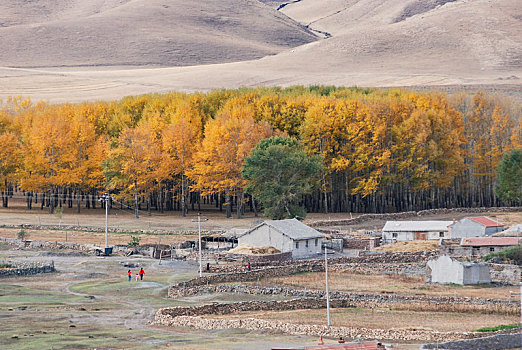 杨树,羊群,蓝天,内蒙古的金色秋天,诗意盎然