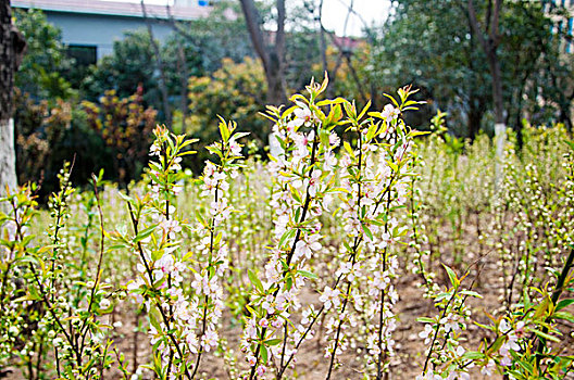 含苞待放的花朵