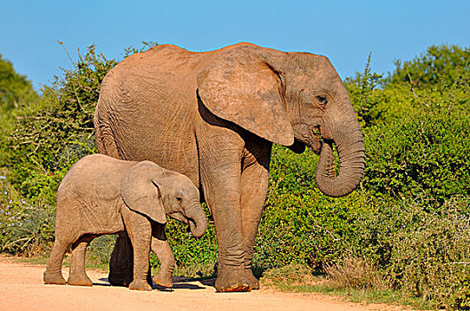 非洲象,幼兽,进食,阿多大象国家公园,东开普省,南非,非洲