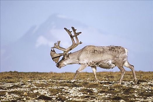 斯瓦尔巴特群岛,驯鹿,雄性动物,夏天,斯匹次卑尔根岛,岛屿,斯瓦尔巴群岛,挪威,北极