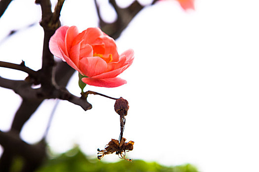 寒冷的冬天,粉红色的长寿梅花开花了