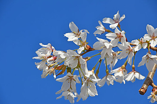 白色,樱花,上方,清晰,蓝天,特写