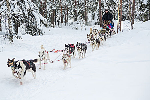 狗,爱斯基摩犬,雪地,拉普兰,芬兰,欧洲