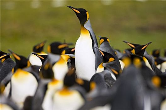 帝企鹅,生物群,一个,矗立,风景,自愿角,东福克兰,岛屿,福克兰群岛