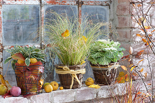 秋天,稳定,窗户,苔属植物,莎草,芸苔