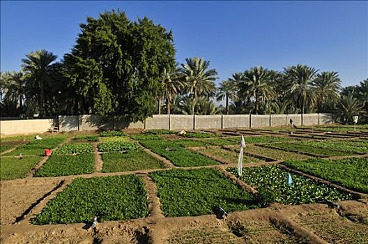 菜园,绿洲,区域,阿曼苏丹国,阿拉伯,中东