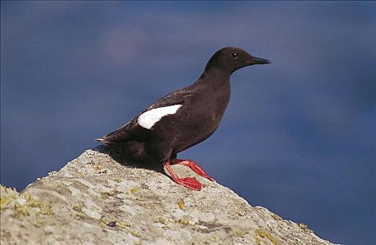 黑色,海雀,海鸟,设得兰群岛,英国,欧洲