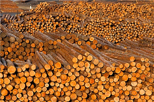 原木,木头,切削,测量,树干,木材,工厂