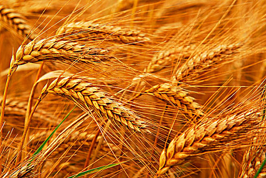 金色,小麦,农田,特写,穗