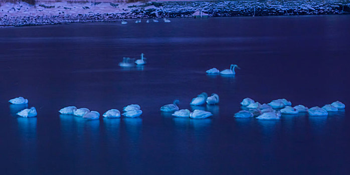 山东威海俚岛镇烟墩角拍摄的冬天雪地天鹅风景